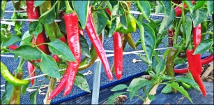 2024..7.25-8.16까지 활동내용 - 논골농장 - 논골식당,민박 2024..7.25-8.16까지 활동내용