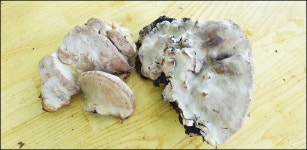 2024..7.25-8.16까지 활동내용 - 논골농장 - 논골식당,민박 2024..7.25-8.16까지 활동내용