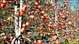 2023.11.7부터-11.27까지 활동내용 - 논골농장 - 논골식당,민박 2023.11.7부터-11.27까지 활동내용