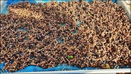 2023.11.7부터-11.27까지 활동내용 - 논골농장 - 논골식당,민박 2023.11.7부터-11.27까지 활동내용