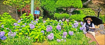남파랑길9-10-11-12코스(황금돼지섬) - 산행과여행 - 논골식당,민박 남파랑길9-10-11-12코스(황금돼지섬)