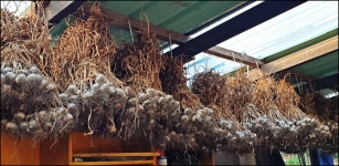 2024..7.25-8.16까지 활동내용 - 논골농장 - 논골식당,민박 2024..7.25-8.16까지 활동내용