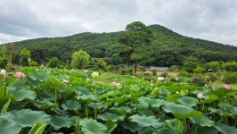 인흥마을(대구 달성군 화원읍 남평문씨 본리세거지. 2026.6.24) - 영상물 및 사 진 방 - 대경상록자원봉사단 인흥마을(대구 달성군... 