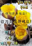 복수초 - 전국풍경 - 충남 금산 다복농장 복수초