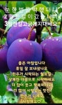복수초 - 전국풍경 - 충남 금산 다복농장 복수초