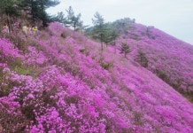 ★ 2026년 04월 ＜경남 창원시 천주산＞제221차 정기산행 공지 ★ - 정기산행 신청 - 포항 7080산악회 포항 7080산악회