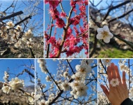 ★ 2026년 03월 ＜전남 광양시 쫓비산＞제220차 정기산행(매화축제) 공지 ★ - 정기산행 신청 - 포항 7080산악회 포항 7080산악회