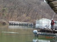 조용한 봄을 맞이하고있습니다. - 즐거운 낚시장 - 화도낚시공원 조용한 봄을 맞이하고있습니다.