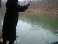 예쁜 붕어들이 보입니다. - 즐거운 낚시장 - 화도낚시공원 꺽대채비 예쁜 붕어들이 보입니다.