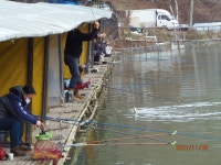 11월 28일 조황 - 즐거운 낚시장 - 화도낚시공원 꺽대채비 11월 28일 조황