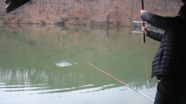 조황이 조금 더 좋아졌습니다 - 즐거운 낚시장 - 화도낚시공원 꺽대채비 조황이 조금 더 좋아졌습니다