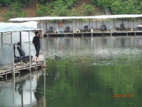 6월 20일 조황 - 즐거운 낚시장 - 화도낚시공원 꺽대채비 6월 20일 조황