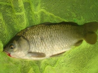 여름 냄새가 물씬 납니다. - 즐거운 낚시장 - 화도낚시공원 여름 냄새가 물씬 납니다.