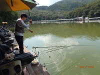 흙물 유입 탁류 안정조황 - 즐거운 낚시장 - 화도낚시공원 꺽대채비 흙물 유입 탁류 안정조황