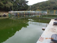 드디어 송어장 준비완료 - 멋진 송어장소식(10월~3월) - 화도낚시공원 드디어 송어장 준비완료