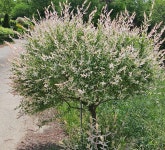 동서트레일 6구간(율목리마을~삼웅2리) - 3/28(토)동서트레일6구간(율목리마을~삼웅2리) - 가보기 산악회 동서트레일 6구간(율목리마을~삼웅2리)