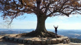 부여 성흥사랑나무(11월16일) - 개인사진방 - 노 클럽 부여 성흥사랑나무(11월16일)