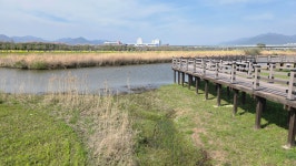 강서낙동강변30리벚꽃길 ( 4월 5일) - 카페 앨범 - 나 홀로 산행 산악회 강서낙동강변30리벚꽃길 ( 4월 5일)