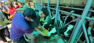 치즈만들기 체험 젖소농장견학 - 발달장애인주간활동센터 - 사단법인 철원군발달장애인협회 치즈만들기 체험 젖소농장견학