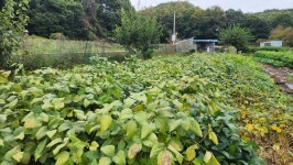 25년10월18일(토) 건고추13kg 빻기, 팥베기, 대추따기, 뽕나무가지전정 등 - 2025년 주말농장일기 - 주말농장.kr 25년10월18일(토) 건고추13kg... 