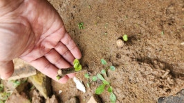 25년9월26일(일)끝물 10번째 붉은고추따고 너구리 울타리걷고, 갓파종, 들깨줄치기 등 - 2025년 주말농장일기 - 주말농장.kr 25년9월26일(일)... 