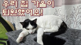 우리 집 가을이 입원 치료 마치고 퇴원했어요! - 날라리거사 외전 유튜브 - 문학의 이름으로 우리 집 가을이 입원 치료 마치고 퇴원했어요!
