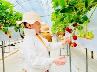 🌜4월 9일 고운달반의 하루 - ＜🍓체험학습 딸기농장💚＞ - 26.... 성저유치원 🌜4월 9일 고운달반의 하루 - ＜🍓체험학습 딸기농장💚＞ 