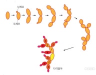 효모의 영양증식 - 미생물 이야기 - 한국전통주학교 한국전통주학교