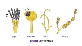 곰팡이의 무성생식 - 미생물 이야기 - 한국전통주학교 한국전통주학교