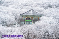 제주에서-1100고지 람사르습지 탐방 - 우리들의 이야기 - 설헌서택 설헌서택