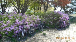 당진~운산~개심사코스 - 라이딩 궤적과 사진 - 당진두바퀴사랑 당진~운산~개심사코스