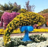 대구 수목원 국화전시회 - 명곡 산책길 - 명곡미래빌 1단지아파트 명곡미래빌 1단지아파트