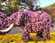 대구 수목원 국화전시회 - 명곡 산책길 - 명곡미래빌 1단지아파트 명곡미래빌 1단지아파트