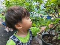 블루베리 농장에 다녀왔어요2~ - 현장학습 - 아이맘어린이집(만수동) 블루베리 농장에 다녀왔어요2~