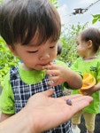 블루베리 농장에 다녀왔어요2~ - 현장학습 - 아이맘어린이집(만수동) 블루베리 농장에 다녀왔어요2~