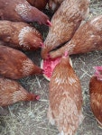 폭염속 시원한 수박을... - 일반 게시판 - 등고개농장 폭염속 시원한 수박을...