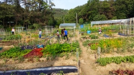 노은주말농장 텃밭 분양 - 우리들의 이야기 - 노은주말농장 노은주말농장 텃밭 분양