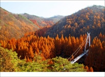 109차 대전 장태산 - ┏━◐정기산행공지/신청 - 경주천마산악회 109차 대전 장태산