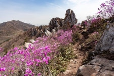 [2022.4.2] 덕룡산[433m] 진달래 산행[136회] - 산행안내 및 예약신청 - 익산 다울산악회 익산 다울산악회