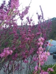 영산홍 - 화개농원의 이모저모 - 화개(花開) 농원 영산홍