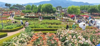 곡성 기차마을 장미꽃 축제 - 자유 게시판 - 열린 문학 곡성 기차마을 장미꽃 축제