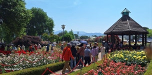 곡성 기차마을 장미꽃 축제 - 자유 게시판 - 열린 문학 곡성 기차마을 장미꽃 축제