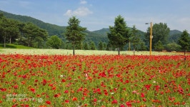 용추구곡 자라섬 꽂페스타 - 정기트레킹 사진방 - 분당힐링트레킹클럽 용추구곡 자라섬 꽂페스타