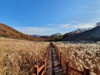 22년10월11일(화)명성산 억새&산정호수 자료방 - 트레킹 자료방 - 분당힐링트레킹클럽 22년10월11일(화)명성산 억새&산정호수 자료방