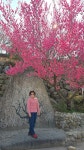 섬진강 매화마을 - 정기트레킹 사진방 - 분당힐링트레킹클럽 섬진강 매화마을
