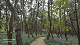 군산호&장항송림맥문동 - 정기트레킹 사진방 - 분당힐링트레킹클럽 군산호&장항송림맥문동