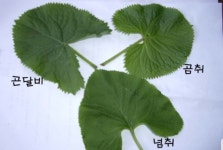 곰취, 곤달비, 동의나물 차이점 - 약초와 야초 - 발효 인문학, 읽나바 곰취, 곤달비, 동의나물 차이점