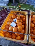 타이벡귤 (쥬스용)(중대과)과 조생귤 (중대과못난이) - 〃‥‥ 여행, 맛집 - 사주카페 (무료운세+꿈해몽+무료궁합+사주팔자풀이) 타이벡귤 (쥬스용)... 