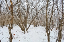눈꽃상고대 태기산(2) - .....정기♡사진방 - 청주 수요힐링산악회 눈꽃상고대 태기산(2)