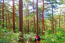 대관령금강소나무숲길(1) - .....정기♡사진방 - 청주 수요힐링산악회 대관령금강소나무숲길(1)